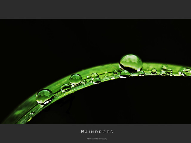 Raindrops [Explore 2011-05-28 #345]