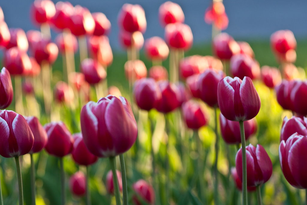 IMG_5650 | Tulips in sunset. | verrucosa1 | Flickr