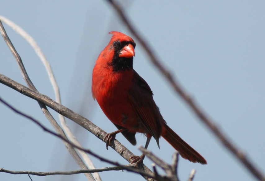 Northern Cardinal - 5/29/2009 by tx-kyle