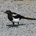 Flickr photo 'Pica hudsonia (Black-billed Magpie)' by: Arthur Chapman.