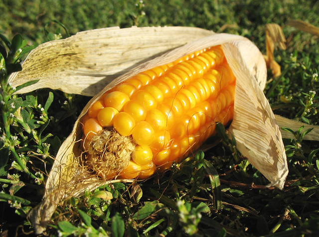 Autumn Corn Nuggets - Fall Nature