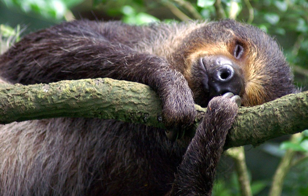 Lazy sloth at the Singapore Zoo | Crop of original | Damon Billian | Flickr