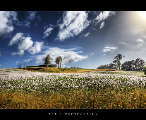 The Field of Poppies, Tasmania :: HDR by :: Artie | Photography ::