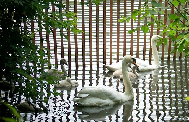 Swans and offspring