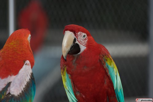 angry parrots marland