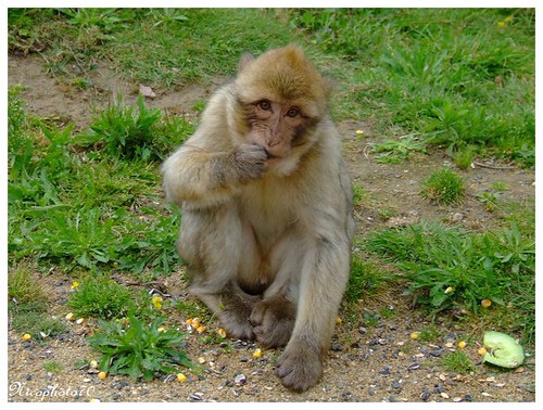 Magot  (Macaca sylvanus) à la Boissière (3) | by nicophoto70