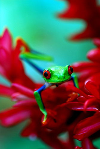 Rana Rafael Rana de Arbol de Ojos Rojos | Foto tomata en San Rafael de G… | Flickr