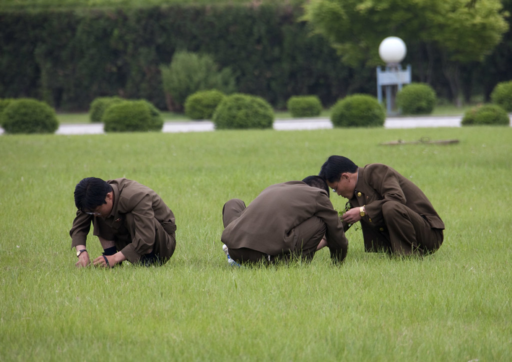 Starving or gardening? North Korea