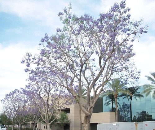 Lined up Jacarandas