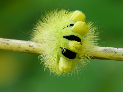 Pale Tussock caterpillar