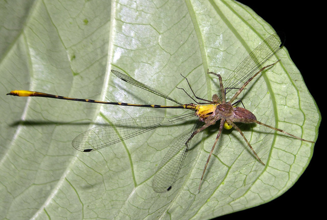 A small unidentified spider with a yellow damselfly (Heteragrion sp), Ecuador