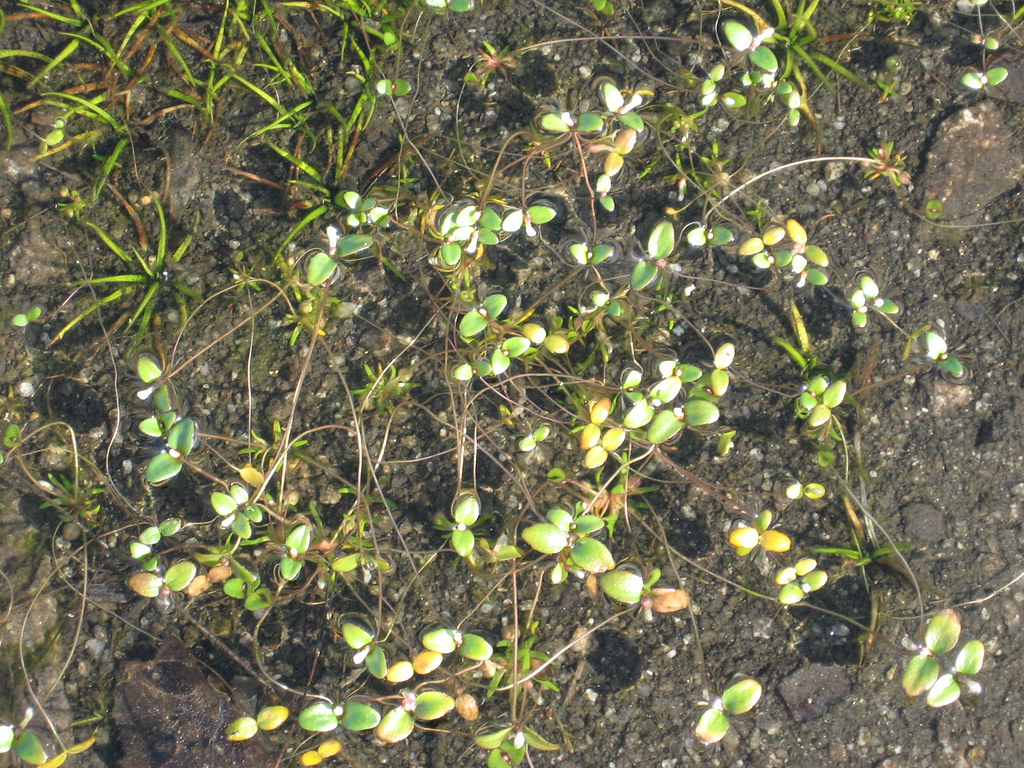 RARE POOL SPRITE NEXT TO BLACK SPORED QUILWORT | Thomas Smith | Flickr