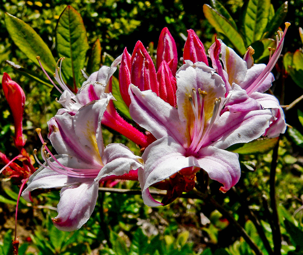 Western Azalea Rhododendron Occidentale 1020235 Flickr