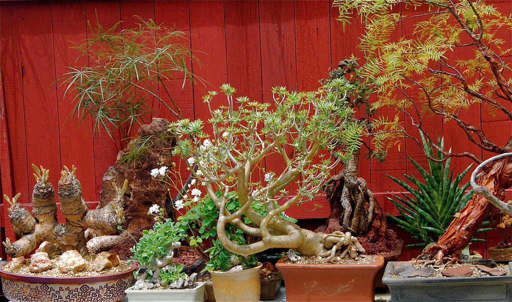 Succulent Bonsai Collection Dsc 0456 A Table Full Of Succu Flickr