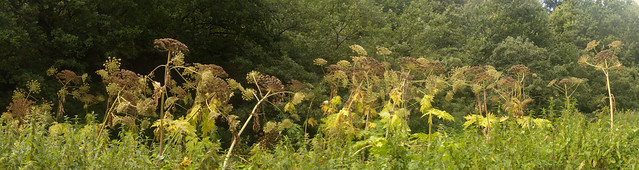 Giant Hogweed These were 8-10 ft tall. Wanborough to Godalming