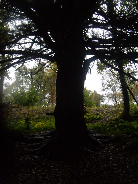 Big tree Otford Round Walk