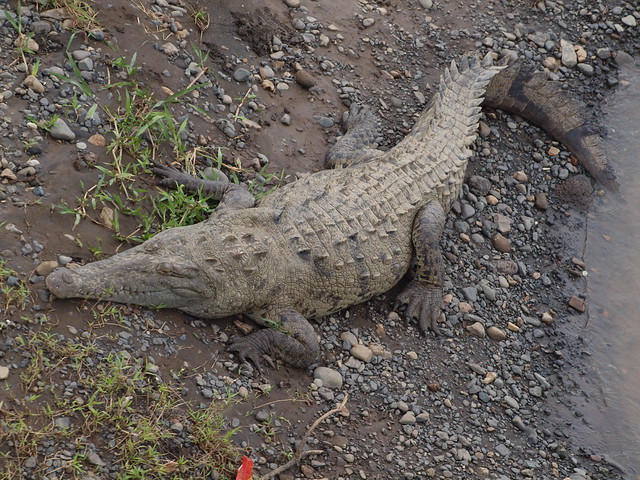 Crocodiles on Tarcoles River #3