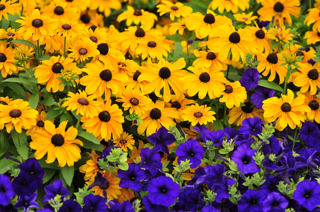 petunias and yellow daisies | taken at Boerner Botanical Gar… | Flickr