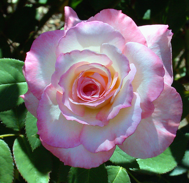 Lovely Rose -  Hybrid Tea Secret - C95-9-06-09_26106