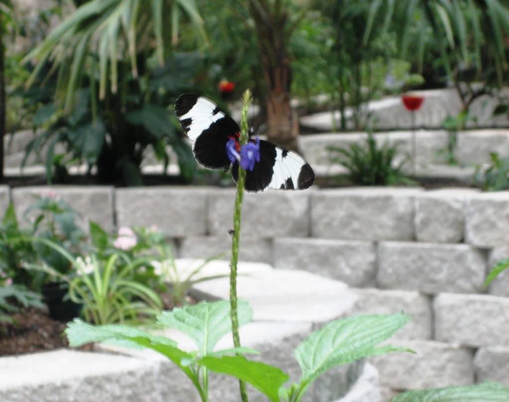 Butterfly, Walking around the butterfly enclosure at the Bu…