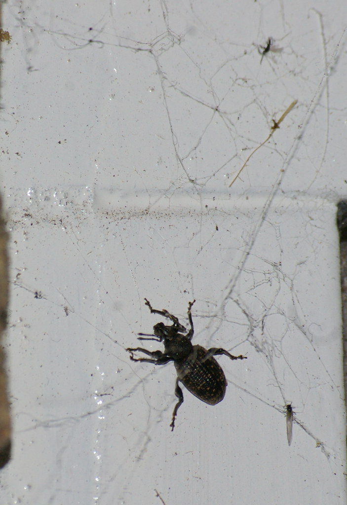 Weevil Web In the web:Vine Weevil:Otiorhynchus sulcatus | The weevil is… | Flickr