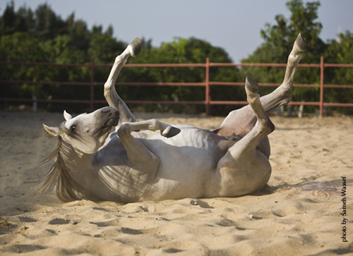 Scratching the back | Photo taken in Egypt, Arabian Horse | Sameh ...