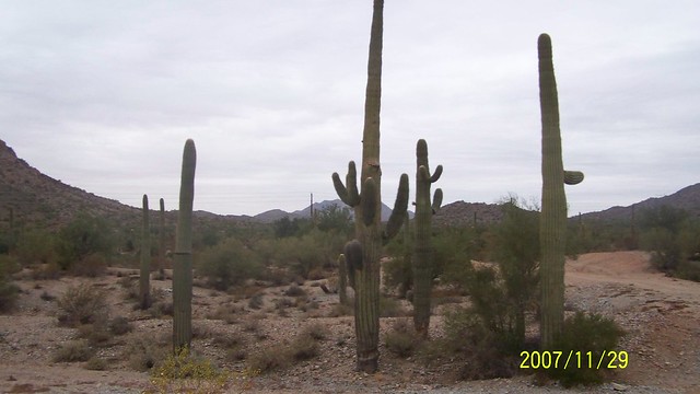 CActuses