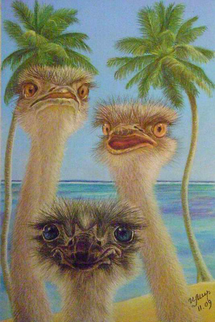 We are Ostriches