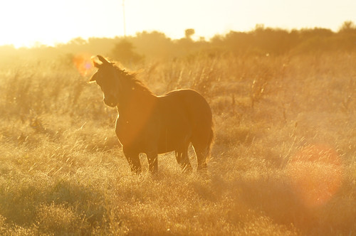 light sunset wild horses argentina atardecer caballos sony animales córdoba ríocuarto salvaje sonyalpha sonyslta55v