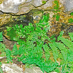 DSC_8279-2a Tennessee Bladderfern at Smittle Cave,  John Alva Fuson CA, Wright Co., MO, 080724. Cystopteris tennesseensis. Pteridopsida:  Polypodiales: Cystopteridaceae.