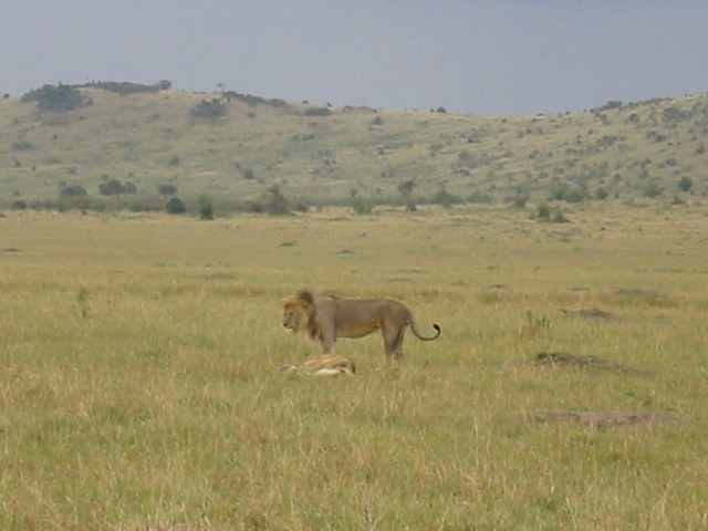 Kenya - Masai Mara 2005
