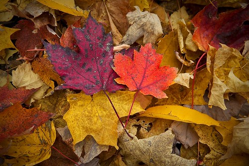 autumn ohio fall leaves geotagged nikon raw nef foliage cs4 medinaohio hinckleyreservation d700 nikongp1 sigma2470f28hsm