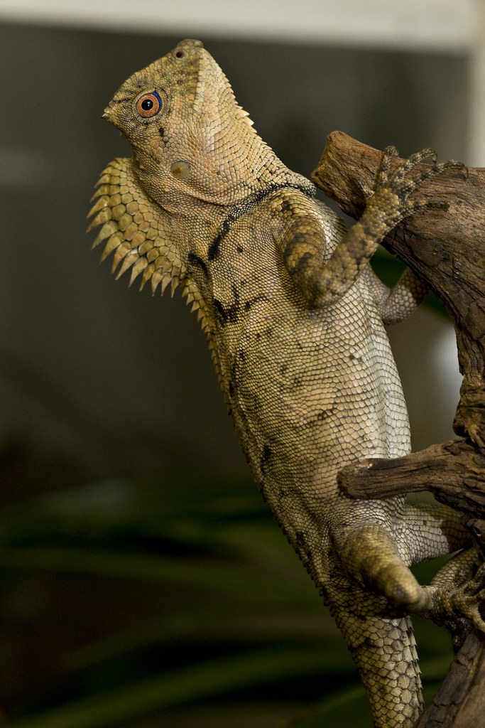 Chameleon Forest Dragon | Photo by: Mehgan Murphy/ NZP The S… | Flickr