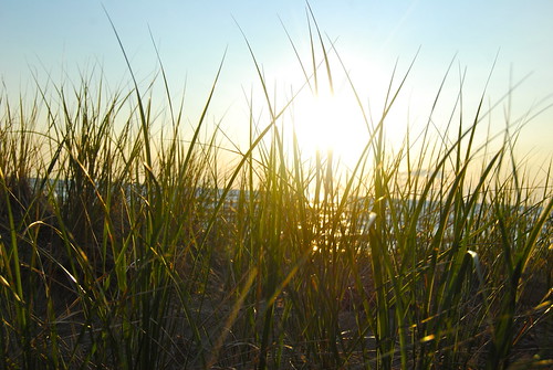 DSC_0831 by Sarah Shelmidine, new york sunset sun shells lake plant newyork ontario tree beach water sand waves stones nine nuclea