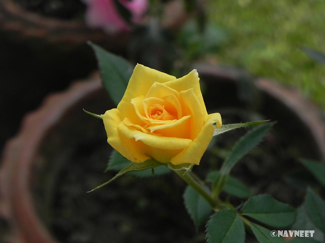 Mini Yellow Rose
