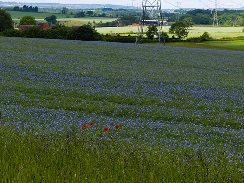 Poppies in a field of flax