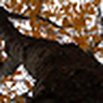 Buddy Icon