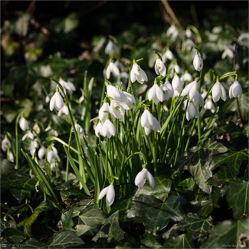 Simply Snowdrops | A closeup of a clump of Snowdrops growing… | Flickr