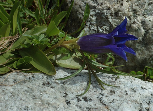 d0901066 | Stängelloser Enzian (Gentiana acaulis). Zillertaler Alpen, 11.07.2009