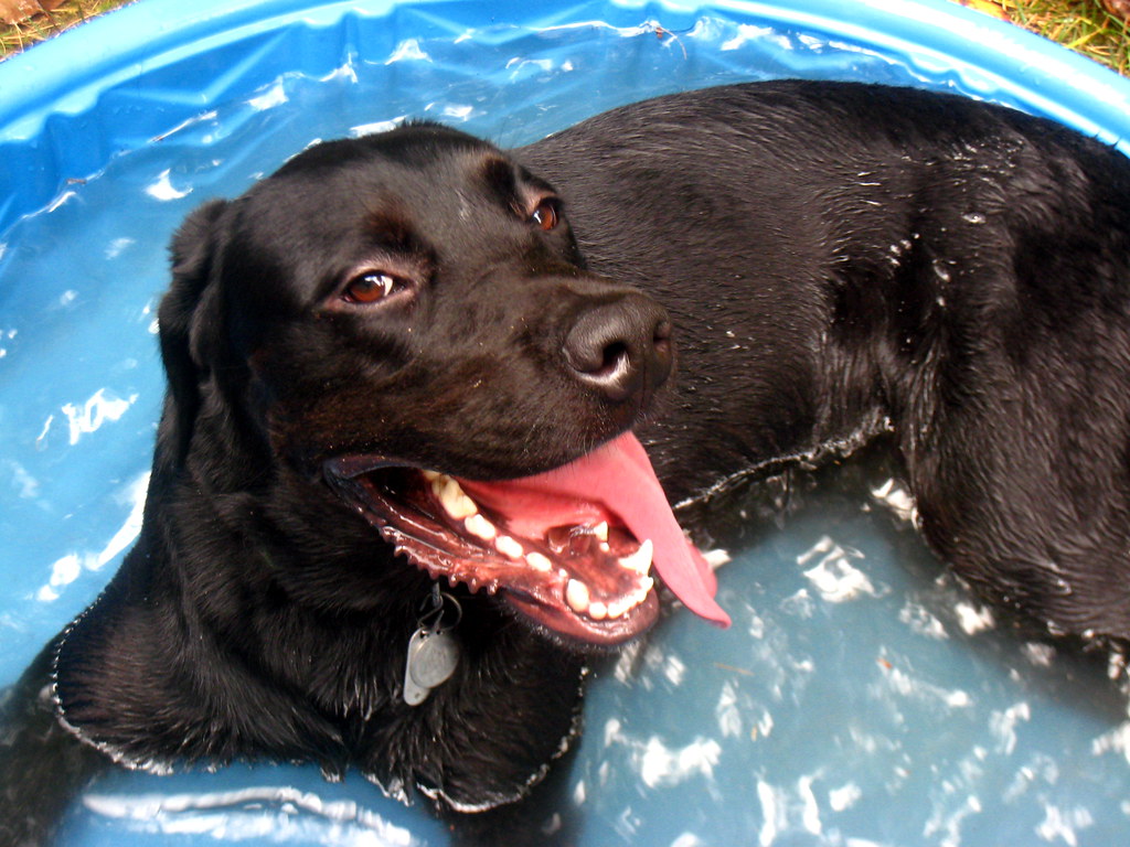 Bonzer in the kiddie Pool | Russell Harrison Photography | Flickr