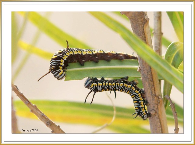 Danaus chrysippus - oruga - caterpillar - eruga 10