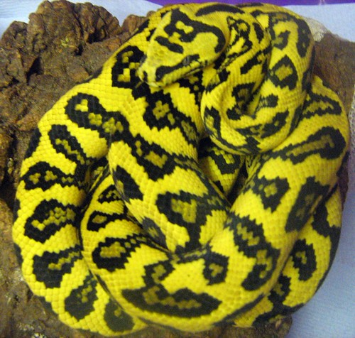 Diamond jungle jaguar