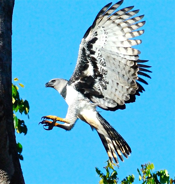 Harpy Eagle (Harpia harpyja) in Flight