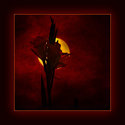 canna lily sunset II . . . by dragonflydreams88
