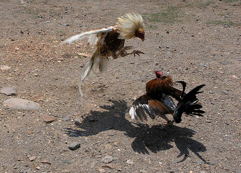Gallos de pelea - fighting cocks (practicing here);  El Sauce, León, Nicaragua