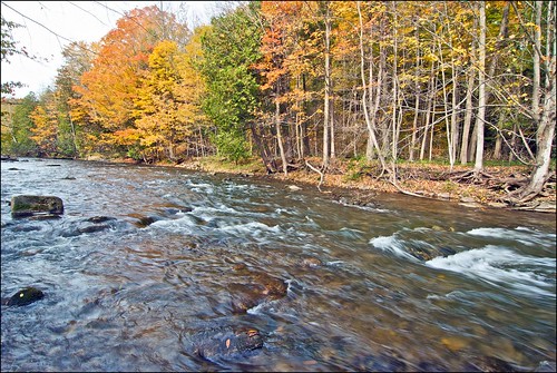trees fall leaves colours forksofthecredit creditriver