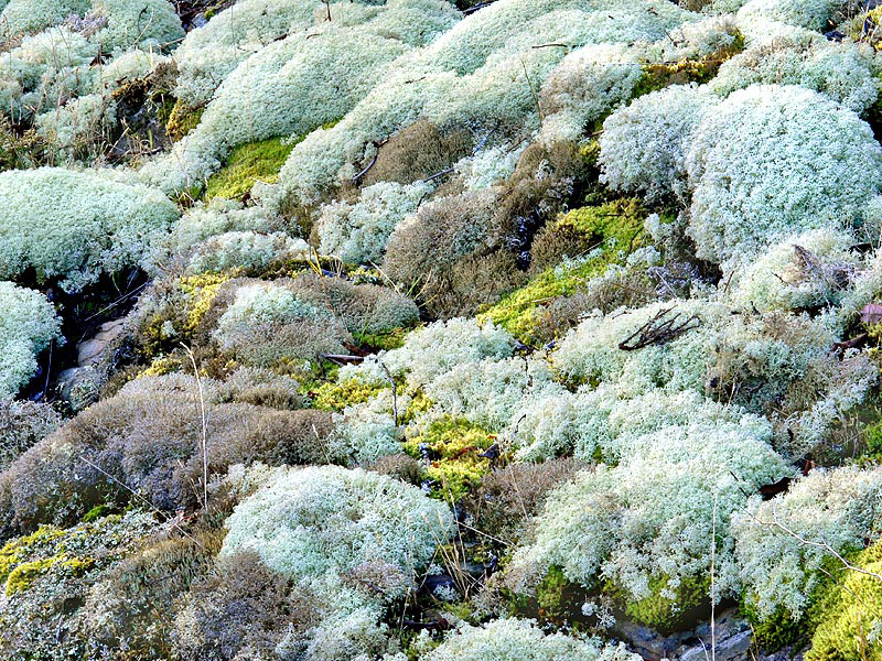 reindeer lichens | As is true in the arctic tundra, Cladonia… | Flickr