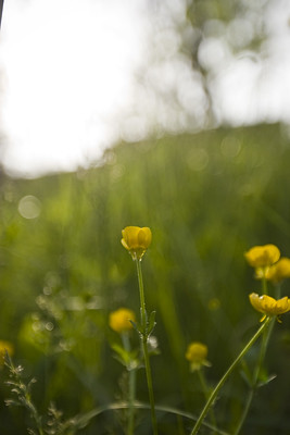 A close up view of yellow wildflowers covering a meadow. 