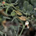 Flickr photo 'Zygophyllum fabago L. /  Morsana' by: chemazgz.
