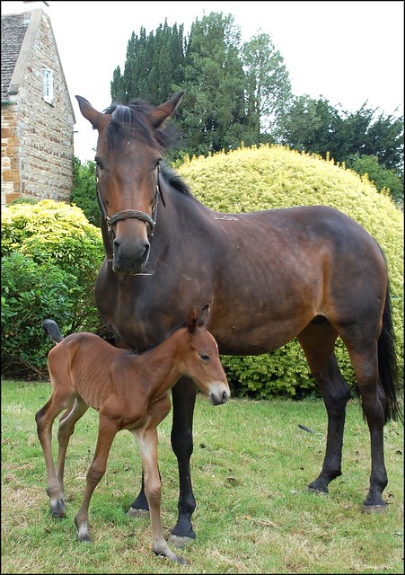 Spring & her foal